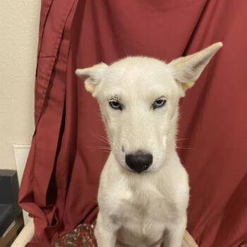 A611459 -  Siberian Husky and Mixed Breed Dog for Adoption in Modesto, California - A611459 | PetCurious