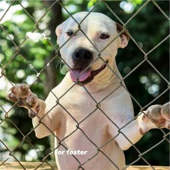 Rescue Pit Bull Terrier Dogs for Adoption in Fosters, Alabama - WINTER | PetCurious