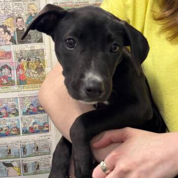 Pit Bull Terrier Dogs Available for Adoption in Montgomery, Alabama - Ruby | PetCurious