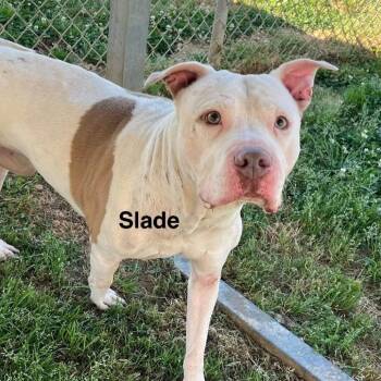 Slade -  Pit Bull Terrier Dog for Adoption - Slade | PetCurious