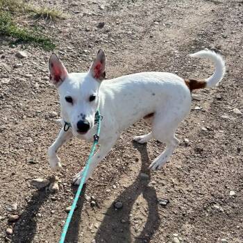 Americano -  Bull Terrier and Mixed Breed Dog for Adoption in Fort Collins, Colorado - Americano | PetCurious