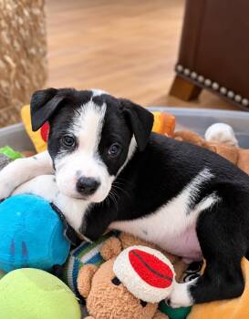 Bruce -  Terrier Dog for Adoption in Glocester, Rhode Island - Bruce | PetCurious
