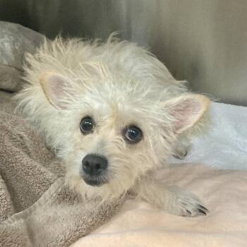 Hutch -  Terrier and Mixed Breed Dog for Adoption in Bullhead City, Arizona - Hutch | PetCurious