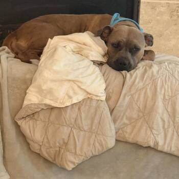 Sadie -  American Staffordshire Terrier Dog for Adoption in Dallas, Texas - Sadie | PetCurious