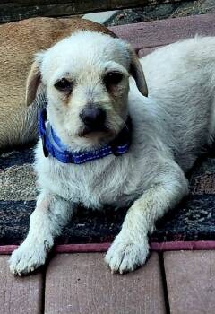 Charlie -  Parson Russell Terrier and Dachshund Dog for Adoption in Rancho Cucamonga, California - Charlie | PetCurious
