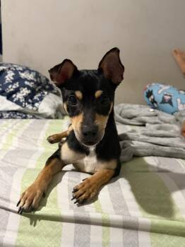 Chihuahua and Miniature Pinscher Dogs Available for Adoption - Floyd | PetCurious