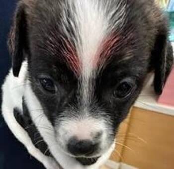 Linguine -  Mixed Breed Dog for Adoption in Lawrenceville, Georgia - Linguine | PetCurious