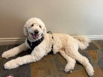 Kai - part of a bonded pair with Abby -  Standard Poodle Dog Available for Adoption in Courtice, Ontario - Kai - Part Of A Bonded Pair With Abby | PetCurious