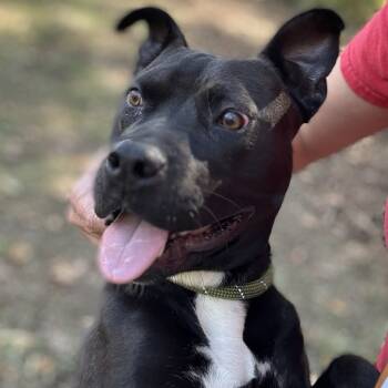Rescue Terrier Dogs for Adoption in Chattanooga, Tennessee - Galadriel | PetCurious