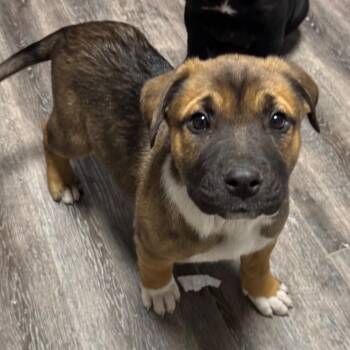 Athena -  Labrador Retriever and Mixed Breed Dog for Adoption in Midland, Texas - Athena | PetCurious