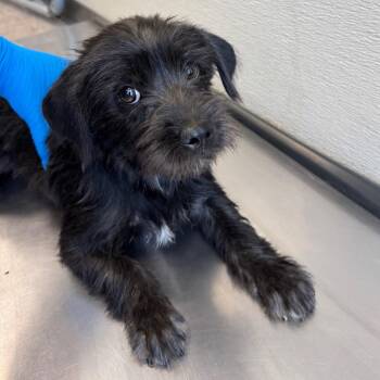 Sam -  Mixed Breed Dog for Adoption in Las Cruces, New Mexico - Sam | PetCurious