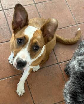 Cattle Dog Dogs Available for Adoption in Chinle, Arizona - Cammie  | PetCurious