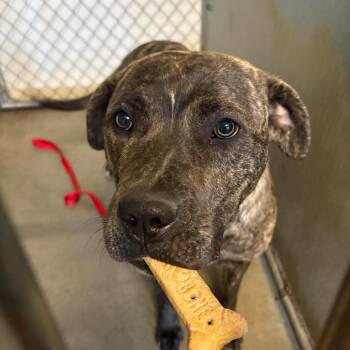 Abigail -  Pit Bull Terrier Dog for Adoption in Rochester, Minnesota - Abigail | PetCurious