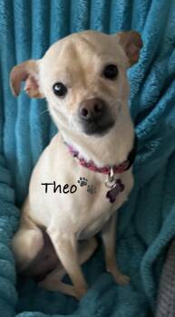 Terrier Dogs Available for Adoption in Las Vegas, Nevada - Theo | PetCurious