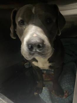 Pit Bull Terrier Dogs Available for Adoption - CHRISTOS | PetCurious