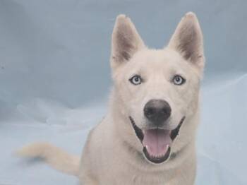 Ghost -  Siberian Husky and Mixed Breed Dog for Adoption in Minneapolis, Minnesota - Ghost | PetCurious
