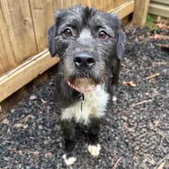 Perlah -  Mixed Breed Dog for Adoption in Fredericksburg, Virginia - Perlah | PetCurious