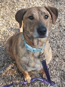 Greyhound and Plott Hound Dogs Available for Adoption in East Hartford, Connecticut - Brin | PetCurious