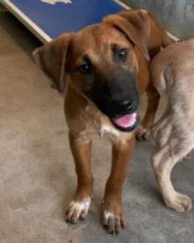 Polly Pocket -  Mixed Breed Dog for Adoption in West Chester, Pennsylvania - Polly Pocket | PetCurious