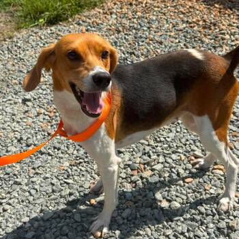 Tink -  American Foxhound and Hound Dog for Adoption in Brookeville, Maryland - Tink | PetCurious