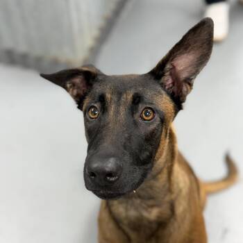 Dottie -  Belgian Shepherd Malinois Dog for Adoption in Incline Village, Nevada - Dottie | PetCurious