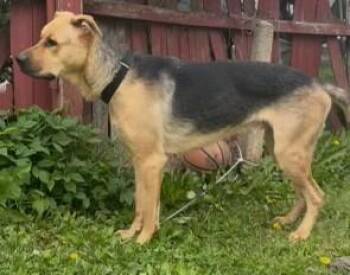 German Shepherd Dog Dogs Available for Adoption in Richboro, Pennsylvania - Apollo | PetCurious