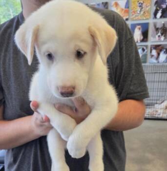 Desrosiers / Jose -  Labrador Retriever and Mixed Breed Dog for Adoption in Broomfield, Colorado - Desrosiers / Jose | PetCurious