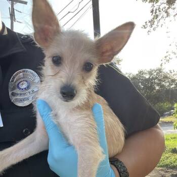 JUNE BUG -  Chihuahua Dog for Adoption in San Antonio, Texas - JUNE BUG | PetCurious