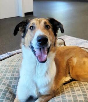 Jude -  Collie and Mixed Breed Dog for Adoption in Portola, California - Jude | PetCurious