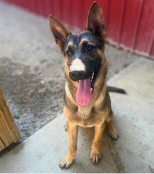 DUKE -  German Shepherd Dog Dog for Adoption in Rochester, Indiana - DUKE | PetCurious