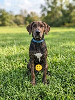 Forest -  Hound and Labrador Retriever Dog for Adoption in Springfield, Tennessee - Forest | PetCurious