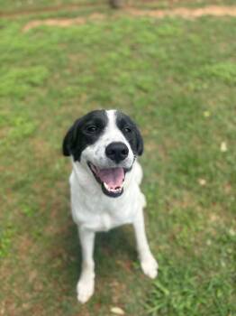 Jody -  Hound Dog Available for Adoption - Jody | PetCurious