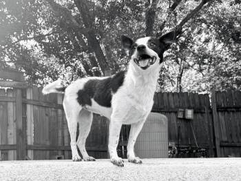 Dumpling -  Rat Terrier Dog for Adoption in Round Rock, Texas - Dumpling | PetCurious