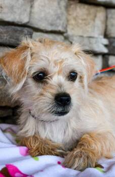 Chihuahua and Shih Tzu Dogs Available for Adoption in Yakima, Washington - Summer | PetCurious