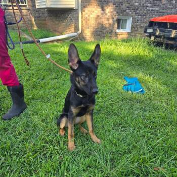 Roxy -  German Shepherd Dog Dog for Adoption in Centerville, Tennessee - Roxy | PetCurious