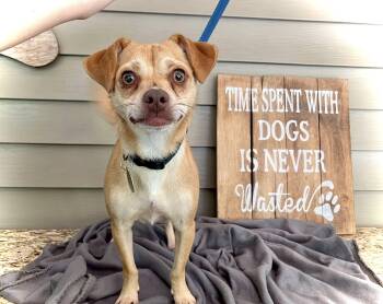 Rescue Chihuahua Dogs for Adoption in Baton Rouge, Louisiana - Golden | PetCurious