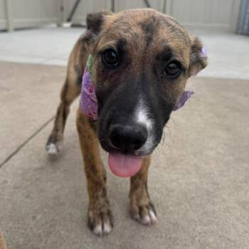 Mixed Breed Dogs Available for Adoption in Buffalo, Minnesota - Papa Murphy | PetCurious