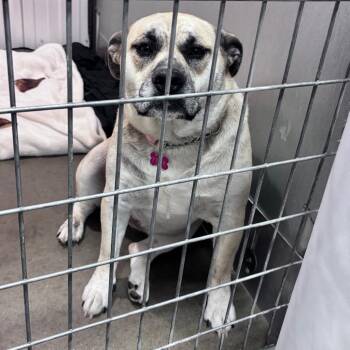 Mixed Breed Dogs Available for Adoption in Bismarck, North Dakota - Zelda | PetCurious