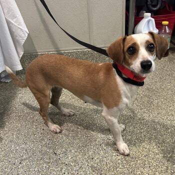 Tonka -  Dachshund Dog for Adoption in San Gabriel, California - Tonka | PetCurious