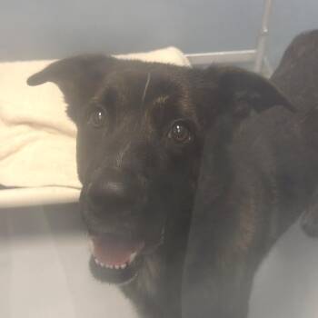 Talin -  Mixed Breed Dog for Adoption in Philadelphia, Pennsylvania - Talin | PetCurious