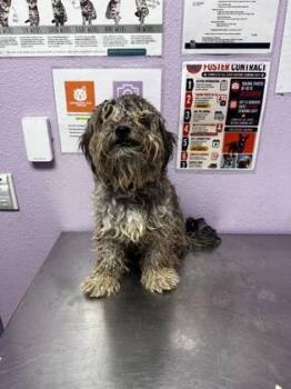 61635347 -  Shih Tzu and Mixed Breed Dog for Adoption in El Paso, Texas - 61635347 | PetCurious