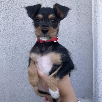 Sydney -  Chihuahua and Terrier Dog for Adoption in Las Vegas, Nevada - Sydney | PetCurious