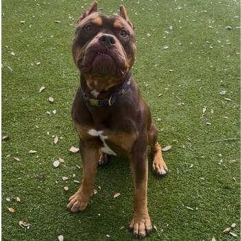 Mixed Breed and English Bulldog Dogs Available for Adoption in Port Charlotte, Florida - Leviathan | PetCurious