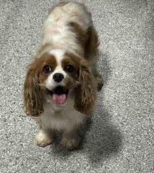 Cavalier King Charles Spaniel Dogs Available for Adoption - Flower.  | PetCurious