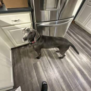 Luna Rae -  Weimaraner Dog for Adoption in Grand Rapids, Michigan - Luna Rae | PetCurious