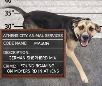 MASON -  Shepherd and Pit Bull Terrier Dog for Adoption in Athens, Alabama - MASON | PetCurious