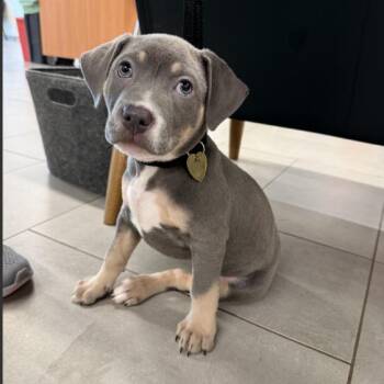 Blu -  Pit Bull Terrier and Mixed Breed Dog for Adoption in Fairfax, Virginia - Blu | PetCurious