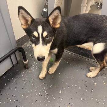 Blue Eyes -  Mixed Breed Dog for Adoption in Columbiana, Alabama - Blue Eyes | PetCurious
