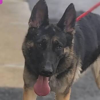 German Shepherd Dog Dogs Available for Adoption in Ashland, Ohio - KIPP | PetCurious