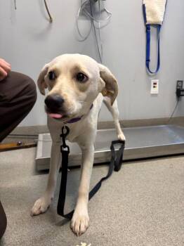 Air Fryer -  Labrador Retriever and Pit Bull Terrier Dog for Adoption in Bloomington, Indiana - Air Fryer | PetCurious